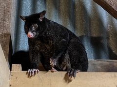 Trichosurus caninus