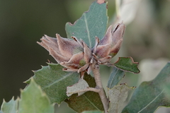 Contarinia cocciferae