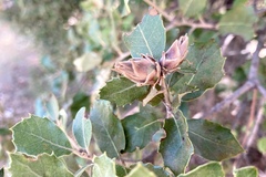 Contarinia cocciferae