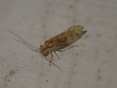 Caeciliusidae