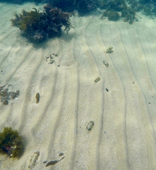Tetractenos glaber