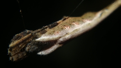 Arachnura