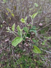 Grewia latifolia