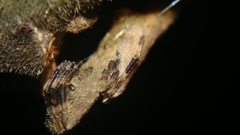 Arachnura