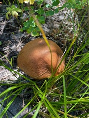 Leccinum insigne