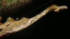 Arachnura
