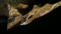 Arachnura