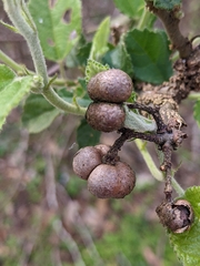 Grewia latifolia