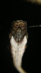 Arachnura