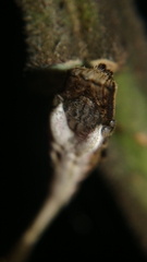 Arachnura