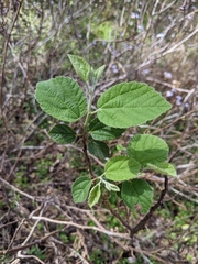 Grewia latifolia