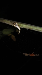 Arachnura