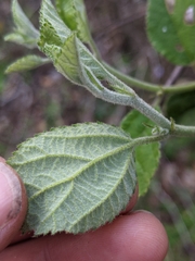 Grewia latifolia