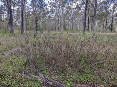 Grewia latifolia