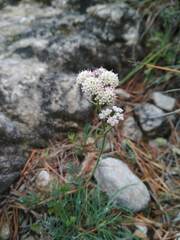 Seseli montanum