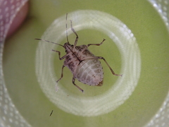 Halyomorpha halys
