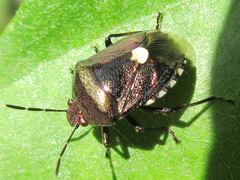 Menida violacea