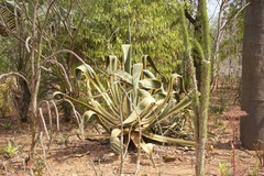Agave sisalana