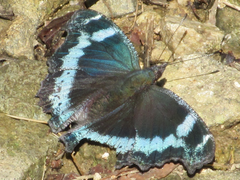 Kaniska canace