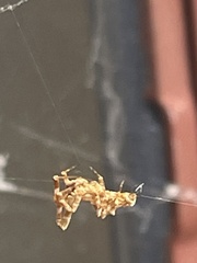 Philoponella congregabilis