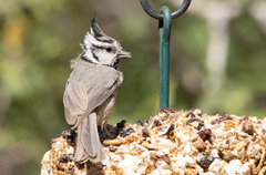 Baeolophus wollweberi