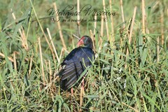 Porphyrio porphyrio