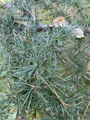 Larix decidua