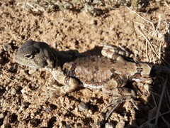 Phrynocephalus versicolor