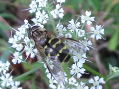 Dasysyrphus bilineatus
