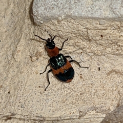 Dicranolaius bellulus