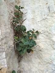 Antirrhinum pertegasii