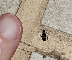 Dicranolaius bellulus