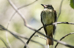 Myiodynastes luteiventris