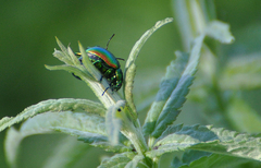 Chrysolina fastuosa
