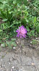 Sixalix atropurpurea