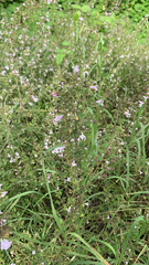 Clinopodium nepeta