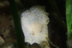 Sclerodoris