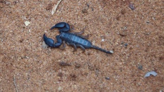 Scorpionoidea