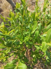Ozoroa paniculosa