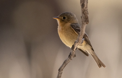 Empidonax fulvifrons