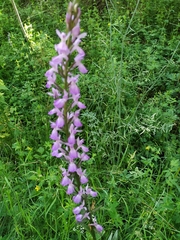 Dactylorhiza elata