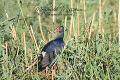 Porphyrio porphyrio