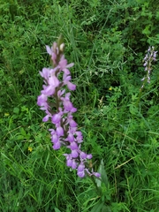 Dactylorhiza elata