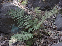 Dryopteris pallida