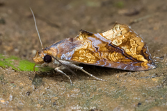 Plusiodonta coelonota