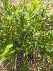 Ozoroa paniculosa