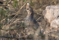 Callipepla squamata