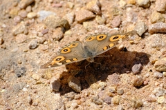 Junonia villida