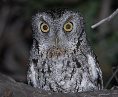 Megascops trichopsis