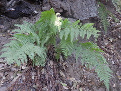 Dryopteris pallida